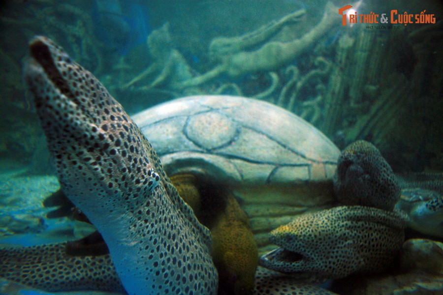 Ông đã tự bỏ tiền túi của mình để thuê bà con ngăn biển xây đập, dùng đá để kè hồ nhưng vẫn cho nước biển chảy qua. Ông hoàn thành được một hồ rộng 130 mét, dài 160 mét và ngăn thành ba ô nuôi các loài cá khác nhau.