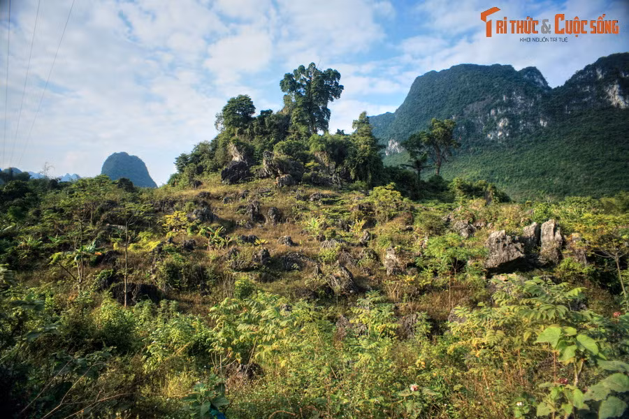Tại nơi đây, các nhà khoa học đã phát hiện, đánh giá và đề xuất xếp hạng trên 130 điểm di sản địa chất độc đáo, với các dạng địa hình, cảnh quan đá vôi phong phú, đa dạng, như các tháp đá, nón, thung lũng, hang động, hệ thống sông hồ, hang ngầm. Ảnh: Một bãi đá ở huyện Trùng Khánh.