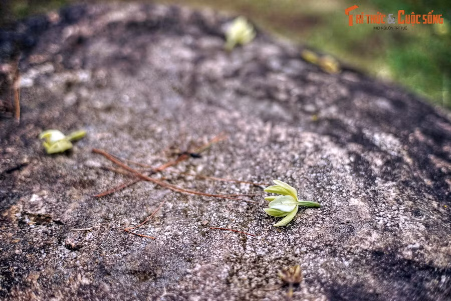 Những bông hoa rụng xuống mặt đất.