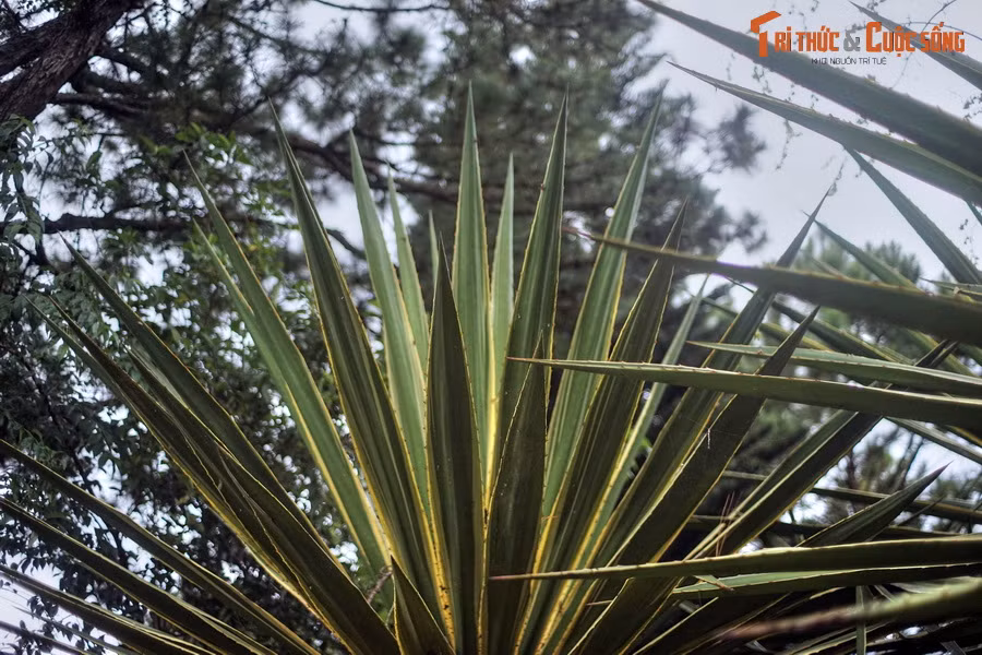 Đây là loài cây bụi, cao 1-3 mét, có các lá đơn thường xanh hình mũi kiếm, dài khoảng 1 mét, phiến lá rộng khoảng 5 cm, màu xanh lục và mọc so le, mép lá viền màu kem trắng, có gai.