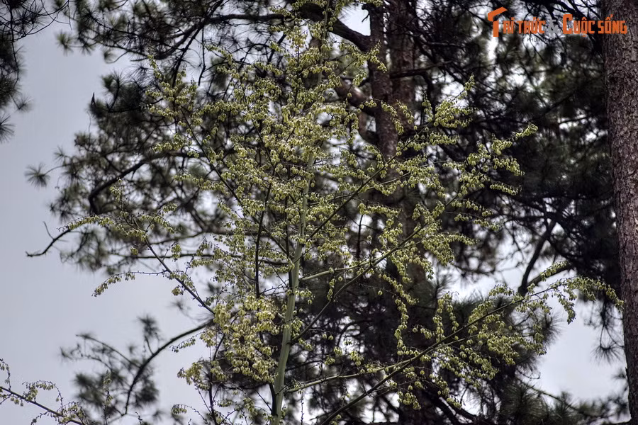 Đây chính là lần ra hoa duy nhất trong vòng đời của một cây thùa. Bởi sau khi ra hoa và tạo quả, cây bắt đầu héo rũ và chết.