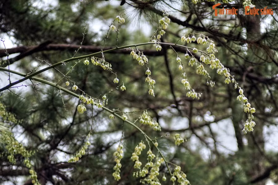 Cận cảnh một cành hoa thùa.