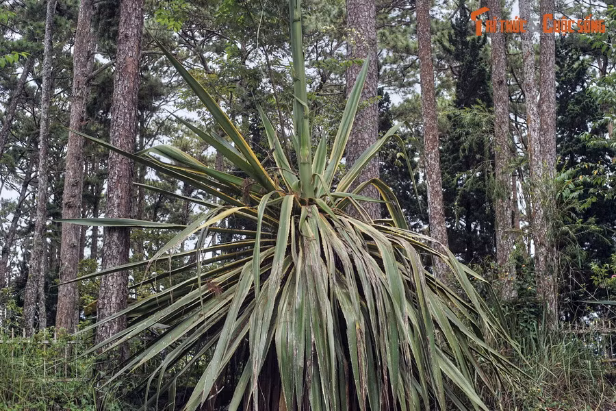 Một cây thùa ở Đà Lạt bắt đầu "chết đúng quy trình".