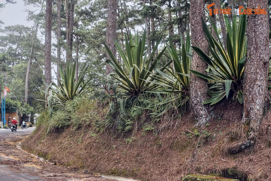 Ngoài làm cảnh, cây thùa còn được người Mexico dùng làm nguyên liệu sản xuất rượu thùa, người Ấn Độ dùng làm món ăn Ram Kand Mool. Loài cây này cũng xuất hiện trong các bài thuốc Đông y của người Việt...