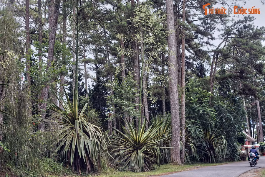 Ngày nay, các loài thùa được trồng làm cảnh phổ biến khắp thế giới. Chịu được thời tiết khắc nghiệt, chúng đã phát triển thành các quần thể tự nhiên ở nhiều nơi.