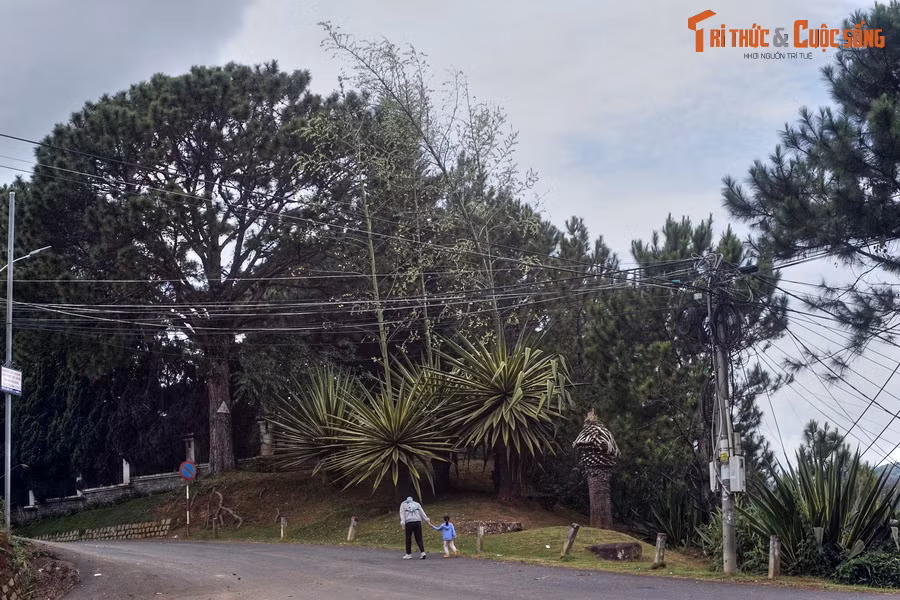 Khi được khoảng 10 năm tuổi, cây mới ra hoa lần đầu tiên. Hoa thùa nở thành chùm trên một trụ cao, khiến chiều cao tổng thể của cây tăng lên 3 lần, có thể đạt đến 10 mét.