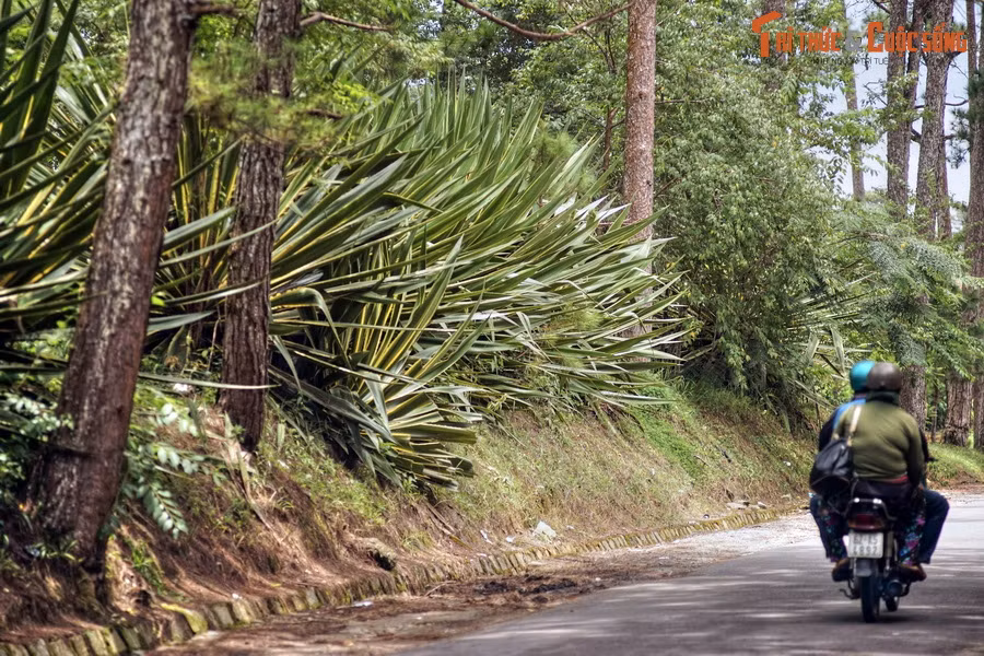 Lần đầu tiên đến Đà Lạt, nhiều du khách không khỏi ngạc nhiên khi thấy bên nhiều con đường ở thành phố này trồng một loại cây trông giống dứa, nhưng có kích thước "siêu to khổng lồ".