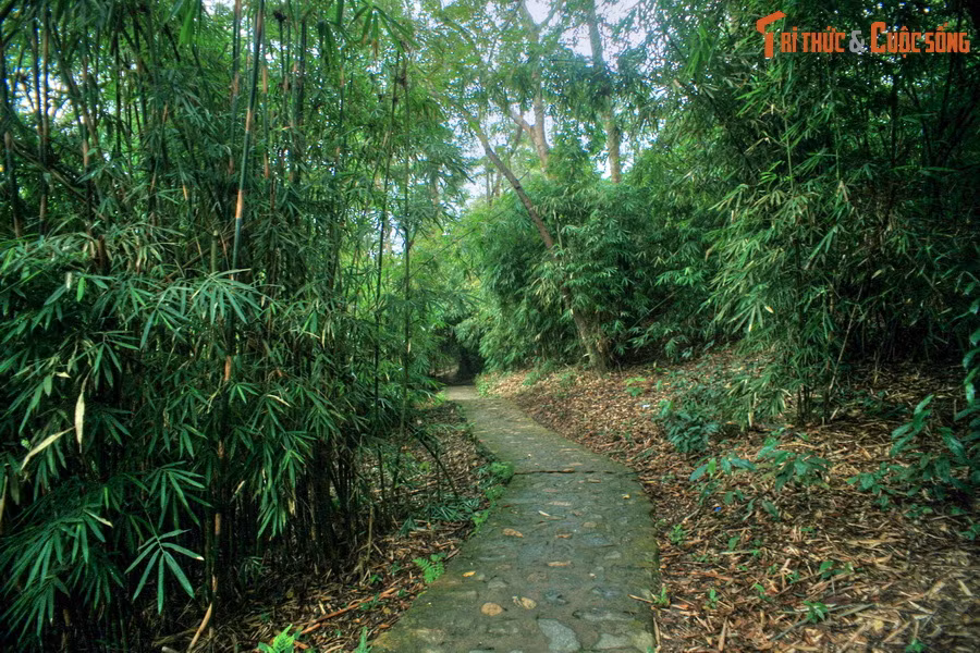 Ngày 22/8, Bác Hồ rời căn lán Nà Nưa về Hà Nội theo đường Đèo Khế, Cù Vân (Thái Nguyên). Bác cử một số đồng chí ở lại Tân Trào, trong đó có đồng chí Phạm Văn Đồng, Lê Giản, Hoàng Văn Thái, Trần Thị Minh Châu... Ảnh: Một lối mòn trong khu rừng Nà Nưa.