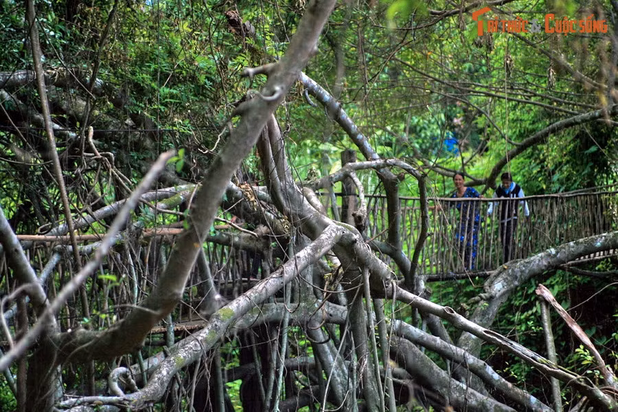  1. Buôn Đôn. Nằm ở huyện cùng tên, được cả thế giới biết đến với nghề săn bắt và thuần dưỡng voi rừng, là điểm đến hút khách bậc nhất tỉnh Đắk Lắk. Những địa điểm phải ghé thăm nơi đây là cầu treo Sàn Si, nhà sàn và lăng mộ của Vua Voi, sông Serepok...