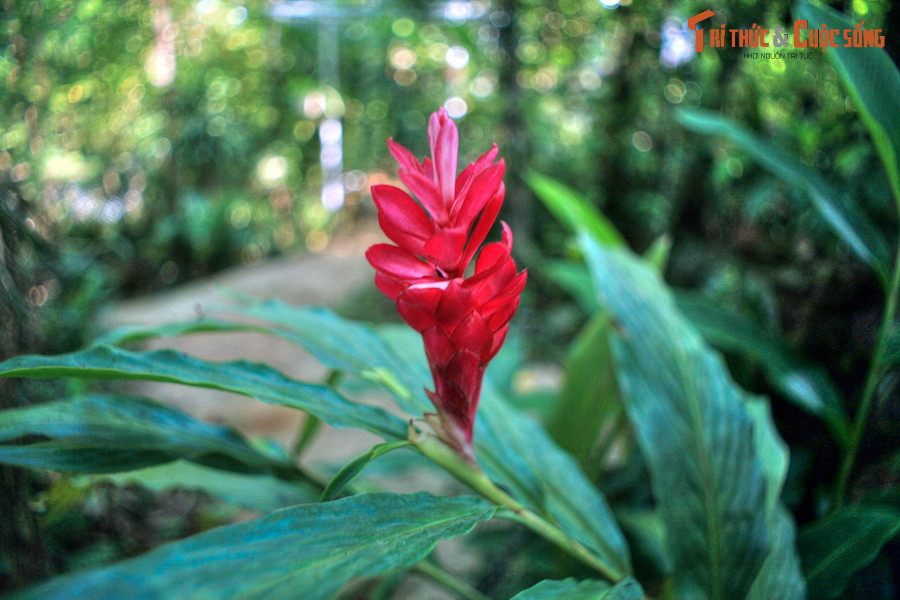  9. Vườn Troh Bư. Nằm ở xã Ea Nuôl, huyện Buôn Đôn, vườn Troh Bư là khu vườn cảnh nổi tiếng hàng đầu của khu vực Tây Nguyên. Vườn có diện tích hơn 20.000m2, không chỉ trồng rất nhiều loài hoa độc đáo mà còn là nơi lưu giữ những nét văn hóa truyền thống Tây Nguyên.