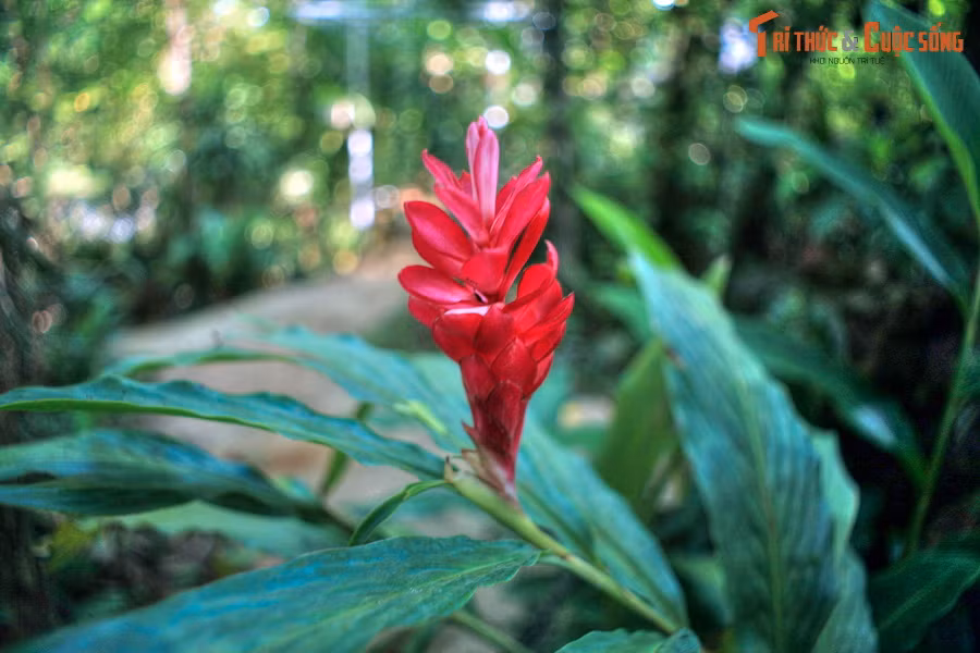  9. Vườn Troh Bư. Nằm ở xã Ea Nuôl, huyện Buôn Đôn, vườn Troh Bư là khu vườn cảnh nổi tiếng hàng đầu của khu vực Tây Nguyên. Vườn có diện tích hơn 20.000m2, không chỉ trồng rất nhiều loài hoa độc đáo mà còn là nơi lưu giữ những nét văn hóa truyền thống Tây Nguyên.