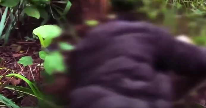 Do tử thi đang bị phân hủy mạnh nên sau một thời gian xác minh, cơ quan Công an xác định nạn nhân là ông Trần Thanh S., (69 tuổi, ở TP Thái Nguyên; hành nghề xe ôm).