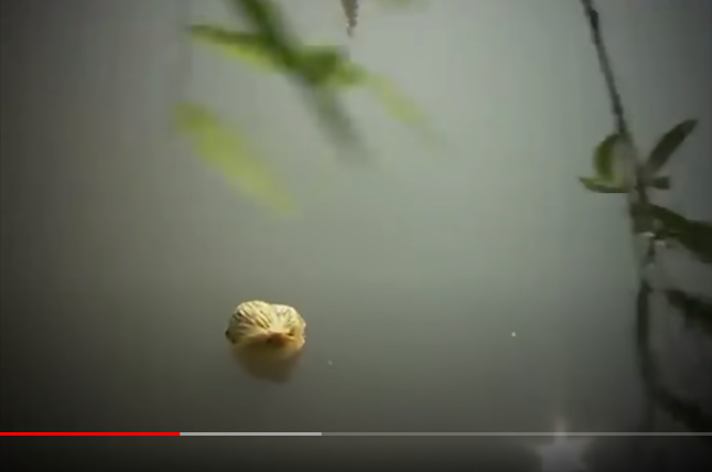 Trong khi lực lượng Công an Hải Phòng đang ráo riết truy tìm hung thủ thì sáng 25/2/2014, các công nhân Công ty Vệ sinh môi trường đô thị Hải Phòng lại phát hiện một số quân trang, quân dụng CSGT nổi lập lờ trên mặt hồ Ông Báo. Địa điểm này rất gần với nơi chiếc xe của nạn nhân được tìm thấy.