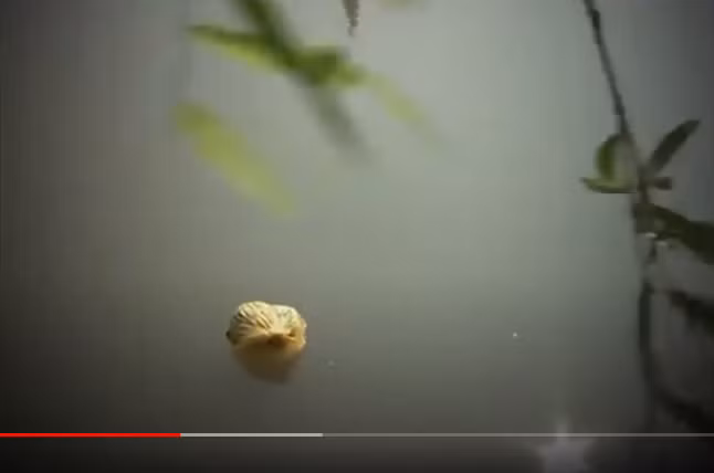 Trong khi lực lượng Công an Hải Phòng đang ráo riết truy tìm hung thủ thì sáng 25/2/2014, các công nhân Công ty Vệ sinh môi trường đô thị Hải Phòng lại phát hiện một số quân trang, quân dụng CSGT nổi lập lờ trên mặt hồ Ông Báo. Địa điểm này rất gần với nơi chiếc xe của nạn nhân được tìm thấy.