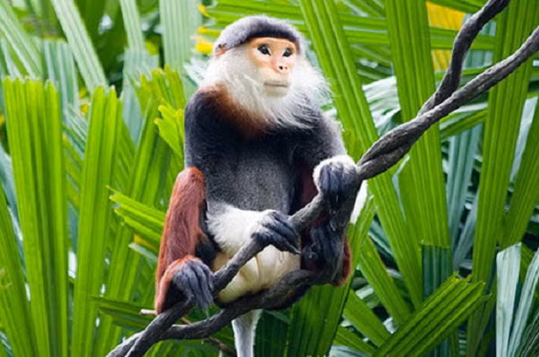 Voọc đầu đàn tướng tá to, mặt oai và luôn ngồi ở vị trí cao nhất để quan sát, chăm lo cho cả đàn. Con voọc đầu đàn có “đặc quyền” được giao phối với tất cả các con cái trong đàn.