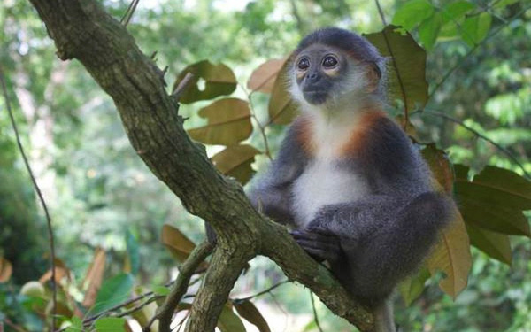 Chà vá chân xám thường ở rừng kín thường xanh, rừng kín nửa rụng lá, sống thành đàn khoảng 10 - 15 con. Mỗi đàn voọc chà vá chân xám có 1 con đực đầu đàn. 