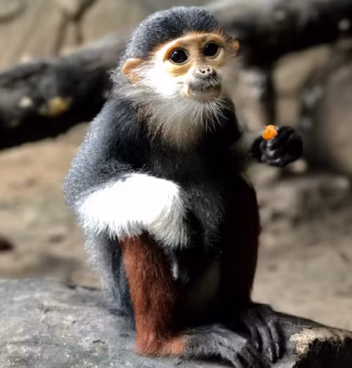 Sau nhiều nỗ lực nghiên cứu và bảo vệ loài voọc chà vá chân xám quý hiếm, số lượng cá thể trong tự nhiên của chúng đã tăng lên đáng kể. Mở ra cơ hội lớn để bảo tồn loài này thoát khỏi các mối đe dọa nghiêm trọng và ngăn cho chúng khỏi bị tuyệt chủng