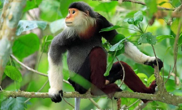 Khi di chuyển, voọc chà vá chân xám dùng cả 4 chi hoặc chỉ di chuyển bằng 2 chi trước, rất hiếm thấy chúng di chuyển bằng 2 chi sau. Động tác di chuyển bằng 4 chi hoặc dùng 2 chi trước để di chuyển từ cây này sang cây khác rất linh hoạt.