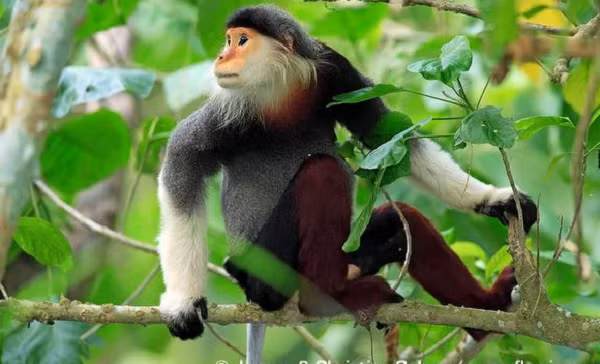 Khi di chuyển, voọc chà vá chân xám dùng cả 4 chi hoặc chỉ di chuyển bằng 2 chi trước, rất hiếm thấy chúng di chuyển bằng 2 chi sau. Động tác di chuyển bằng 4 chi hoặc dùng 2 chi trước để di chuyển từ cây này sang cây khác rất linh hoạt.