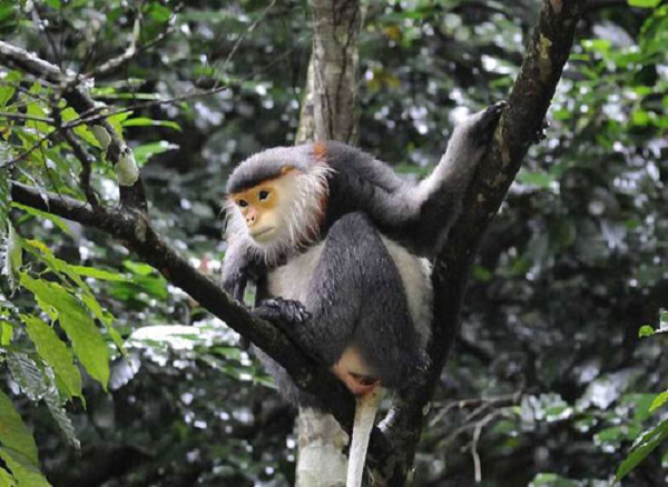 Voọc đầu đàn chính là chiến binh duy nhất ra trận để tranh hùng. Va chạm ở mức độ nhẹ sẽ là gầm gừ cảnh báo, nặng là 2 con đực đầu đàn lao vào đánh nhau để phân thắng bại.