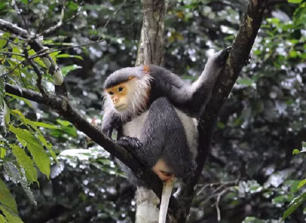 Voọc đầu đàn chính là chiến binh duy nhất ra trận để tranh hùng. Va chạm ở mức độ nhẹ sẽ là gầm gừ cảnh báo, nặng là 2 con đực đầu đàn lao vào đánh nhau để phân thắng bại.