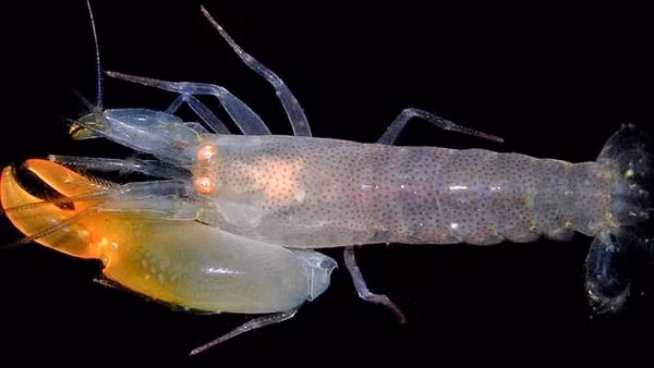 Tôm súng lục thường sống ở các rạn san hô, thảm cỏ biển tại nước ôn đới và nhiệt đới. Đây cũng là nơi trú ngụ của hơn 600 loài động vật biển trên toàn cầu.