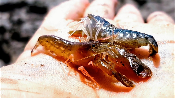 Đặc biệt, theo như nghiên cứu khi tôm súng lục mất đi chiếc càng to thì càng bé sẽ lập tức phát triển lớn lên thay thế cho chiếc càng đã mất và cũng có siêu năng lực y như vậy.