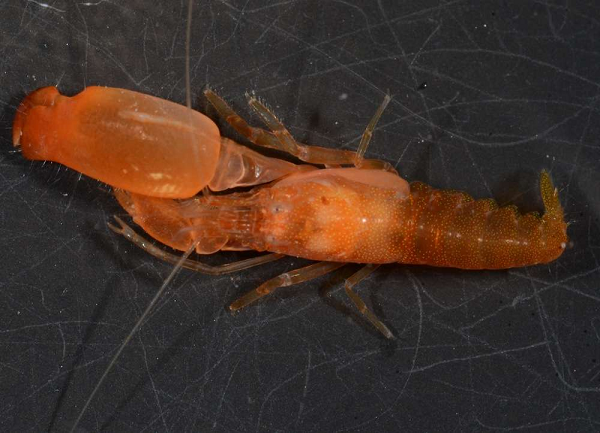 Khi muốn săn mồi, tôm súng lục khép càng ở tốc độ cực cao (chưa đến một mili giây), nó tạo ra bong bóng khí lao đi với tốc độ 97km/h và tiếng nổ lên đến 218 dexibel.