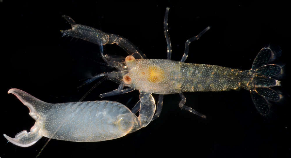 Chiếc càng có một không hai của tôm súng lục còn có thể tạo ra sóng âm có thể mạnh tới mức tác động tới các radar thăm dò dưới biển. Nhận ra đặc điểm này, vào giai đoạn 1944 – 1945 quân đội Mỹ đã sử dụng tôm súng lục như một công cụ để "quấy rối" hải quân Nhật Bản.