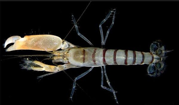 Các nhà khoa học đang cố gắng nghiên cứu cách tôm súng lục tạo ra nguồn năng lượng sạch để áp dụng vào thực tế, góp phần tạo ra động lực lớn cho cuộc chiến chống biến đổi khí hậu.