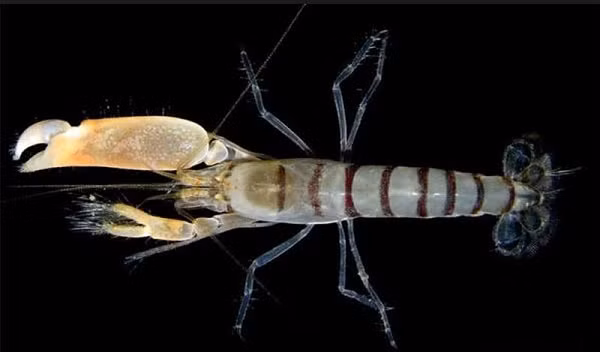 Các nhà khoa học đang cố gắng nghiên cứu cách tôm súng lục tạo ra nguồn năng lượng sạch để áp dụng vào thực tế, góp phần tạo ra động lực lớn cho cuộc chiến chống biến đổi khí hậu.