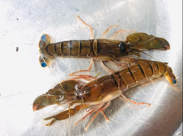 Theo một nghiên cứu được công bố trên tạp chí Biology Letters, mắt của sinh vật biển nhỏ bé này có tốc độ lấy mẫu cực nhanh, có thể làm mới hình ảnh nhìn thấy được tới 160 lần mỗi giây.