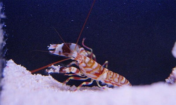 Theo các nhà nghiên cứu, việc sở hữu đôi mắt cực nhanh giúp tôm súng dễ thích nghi hơn đối với việc săn bắt, giúp chúng phát hiện các vật thể nhỏ di chuyển ngoài tầm nhìn của bản thân một cách dễ dàng.