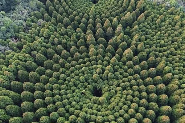 Những bức ảnh về vòng tròn cây được lan truyền trên mạng internet làm dấy lên nhiều thuyết âm mưu khác nhau, từ việc liên quan đến người ngoài hành tinh hay các thí nghiệm bí mật của chính phủ.