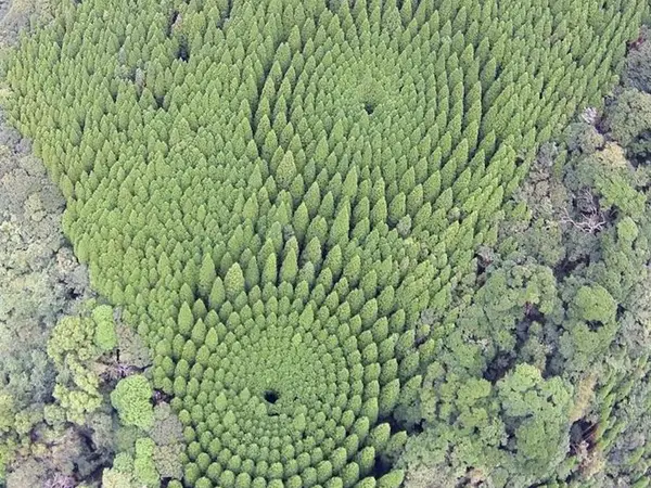 Gân đây, bí mật của những vòng tròn cây này dần được hé lộ. Đây đích thị là thí nghiệm của chính phủ nhưng có mục đích xem xét ảnh hưởng của khoảng cách trồng đối với sự tăng trưởng cây.