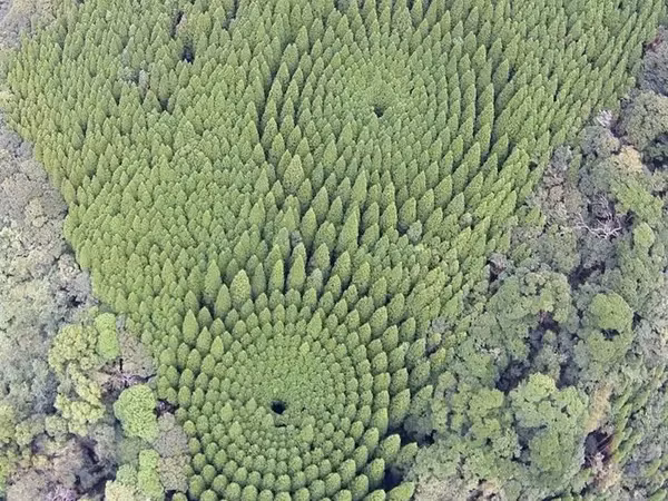 Gân đây, bí mật của những vòng tròn cây này dần được hé lộ. Đây đích thị là thí nghiệm của chính phủ nhưng có mục đích xem xét ảnh hưởng của khoảng cách trồng đối với sự tăng trưởng cây.