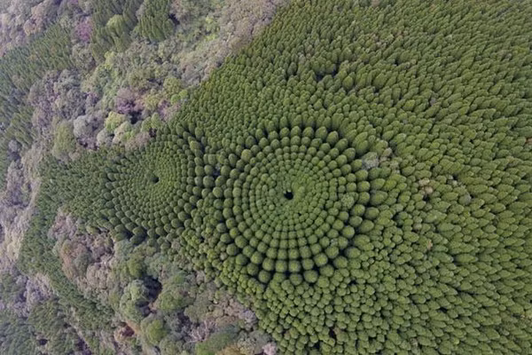  Những vòng tròn cây kỳ lạ này chỉ được quan sát từ trên cao, rõ ràng đây không phải là sản phẩm của tự nhiên. Những chiếc cây này đã có sự can thiệp mới có hình thù độc đáo như vậy.