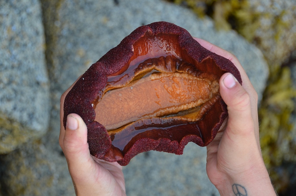 Bàn chân của nó được cấu tạo bởi một cơ chạy dọc theo chiều dài cơ thể. Nếu bạn tình cờ gỡ chúng lên khỏi mặt nước, chiton sẽ cuộn lại thành một quả bóng để tự bảo vệ, giống như cách tự vệ của một con nhím.