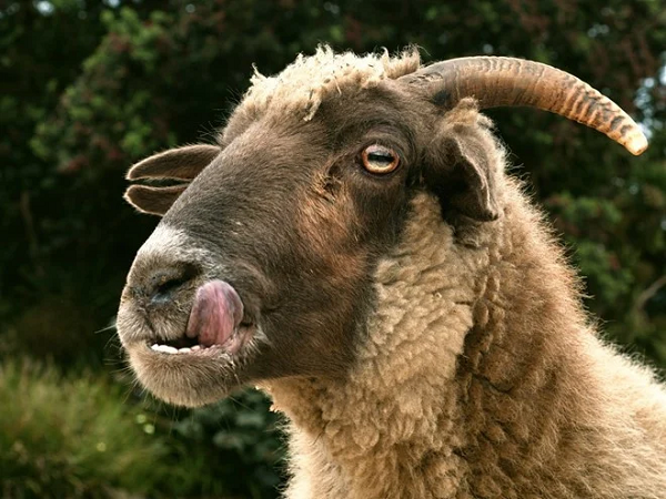 Ở Rwanda, truyền thuyết cho rằng phụ nữ ăn thịt dê sẽ mọc râu hoặc trở nên cứng đầu hơn.