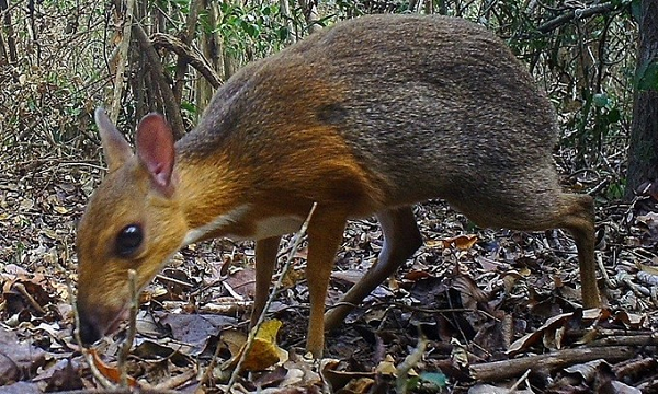 Loài móng guốc nhỏ nhất thế giới sống tại Việt Nam có tên là cheo cheo. Kích thước của nó không lớn hơn một con mèo nhà, chiều dài thân trung bình khoảng hơn 40 cm, trọng lượng đạt từ 0,7 – 2 kg. Khuôn mặt cheo cheo nhỏ khá giống con chuột, bốn chân gầy nhẳng như que củi.