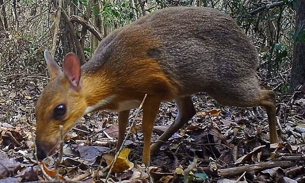 Loài móng guốc nhỏ nhất thế giới sống tại Việt Nam có tên là cheo cheo. Kích thước của nó không lớn hơn một con mèo nhà, chiều dài thân trung bình khoảng hơn 40 cm, trọng lượng đạt từ 0,7 – 2 kg. Khuôn mặt cheo cheo nhỏ khá giống con chuột, bốn chân gầy nhẳng như que củi.
