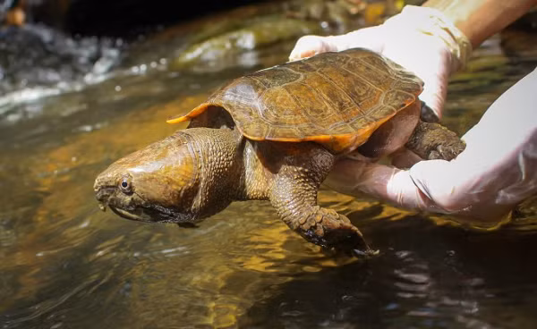 Rùa đầu to thuộc họ Platysternidae, chúng sống ở các khe suối trong rừng, nơi có nhiều đá tảng, nước sâu, trong và có dòng chảy chậm. Ban ngày rùa ẩn dưới các tảng đá hoặc phơi nắng trên bờ suối, chúng đi tìm mồi lúc sẩm tối hoặc ban đêm.