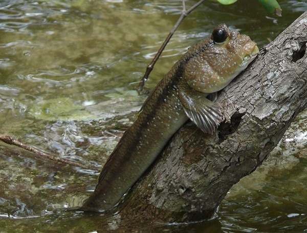 Cá thòi lòi là một loài cá thuộc họ Gobiidae, sinh sống khu vực cửa sông, hạ lưu sông và biển ở vùng nhiệt đới. Chúng có khả năng di chuyển trên mặt bùn khá nhanh, gần như chạy nhảy. Loài cá này phổ biến khắp các cửa sông tại đồng bằng sông Cửu Long.