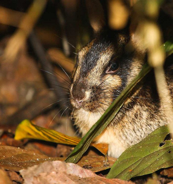 Thỏ vằn được các nhà khoa học Nga tìm thấy tại Lào năm 1996. Đến năm 2000 tiếp tục tìm thấy chúng ở Việt Nam ở Khu Bảo tồn thiên nhiên Phong Nha - Kẻ Bàng (Quảng Bình) và Pù Mát (Nghệ An).