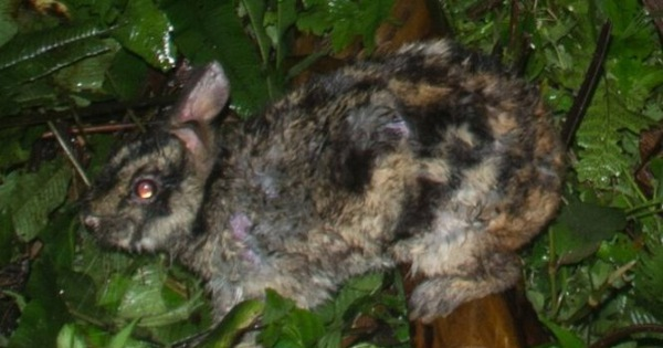 Các nhà khoa học sẽ nghiên cứu sâu hơn để đánh giá hiện trạng và tìm hiểu quần thể thỏ vằn mới phát hiện ở VQG Bidoup - Núi Bà có khác biệt về mặt di truyền như thế nào so với các quần thể ở bắc và trung Trường Sơn.