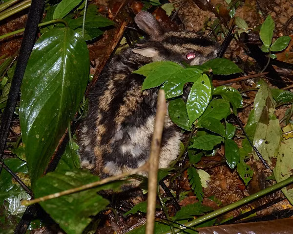 Thỏ vằn là một trong hai loài thỏ duy nhất có sọc, chúng cũng là loài thú cổ còn sót lại vô cùng quý hiếm.