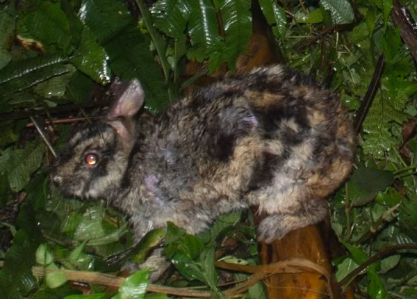 Do được liệt kê là loài nguy cấp trong Sách đỏ IUCN nên các quần thể Thỏ vằn Trường Sơn mới được phát hiện có giá trị bảo tồn và đảm bảo mức độ bảo vệ cao nhất.