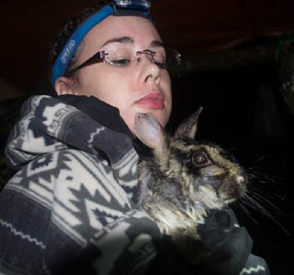 Loài thỏ này có sọc vằn rất dễ phân biệt với các loài khỏ khác. Sọc vằn tô điểm cho bộ lông màu vàng nhạt và đáng chú ý là nó sở hữu lông mông màu đỏ.