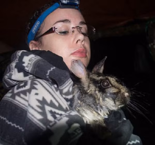 Loài thỏ này có sọc vằn rất dễ phân biệt với các loài khỏ khác. Sọc vằn tô điểm cho bộ lông màu vàng nhạt và đáng chú ý là nó sở hữu lông mông màu đỏ.