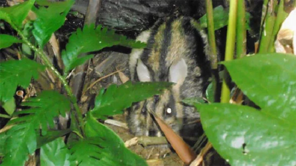 Trước đây, đề tài “Nghiên cứu thỏ vằn Việt Nam” của Viện Sinh thái và Tài nguyên Sinh vật (Viện hàn lâm Khoa học và Công nghệ Việt Nam) được xem là công trình duy nhất nghiên cứu về loài này. Tuy nhiên, nội dung chỉ mới mang tính chất phát hiện, mô tả và công bố loài mới chứ chưa nghiên cứu sâu.